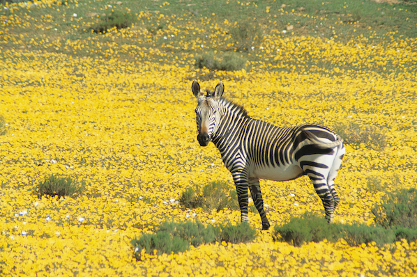 Bushmans Kloof Wildlife Zebra, South Africa